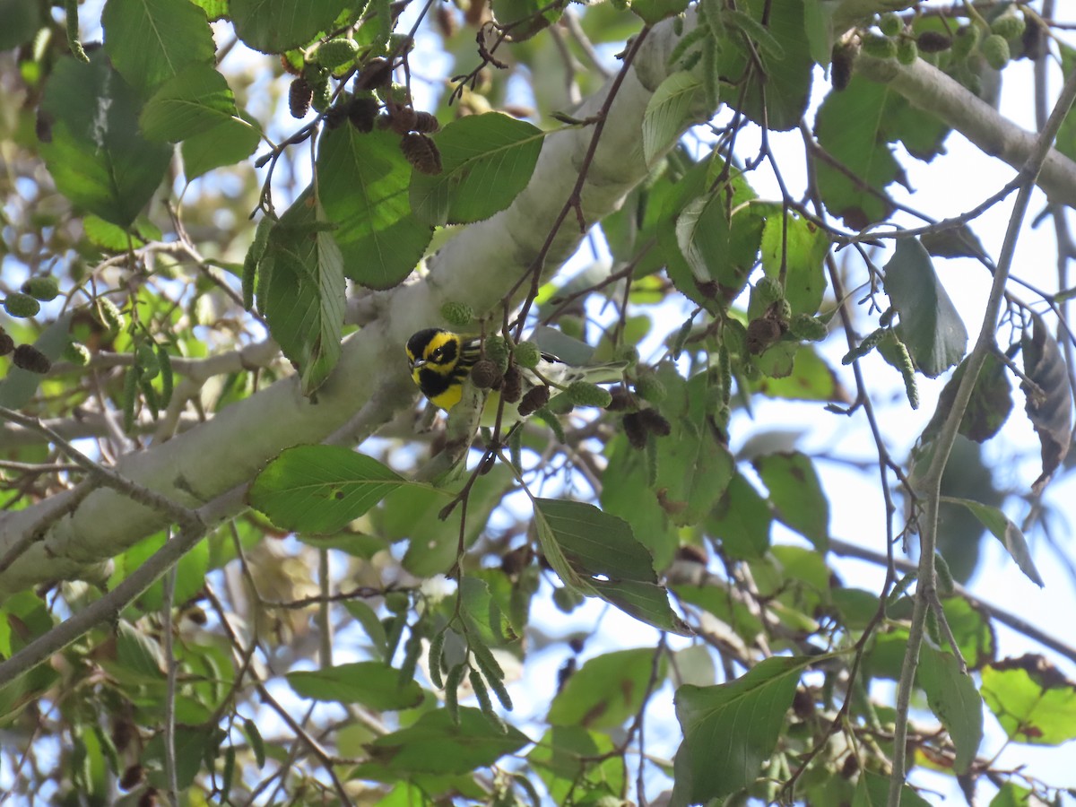 Townsend's Warbler - ML645698499