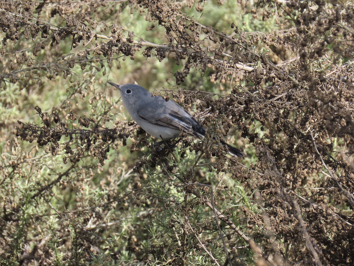 Голубая комароловка - ML645698515