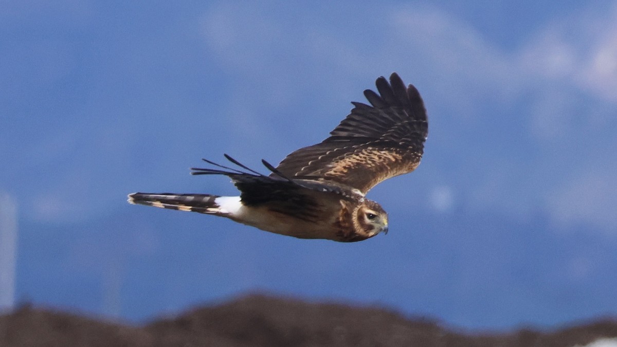 Northern Harrier - ML645698518