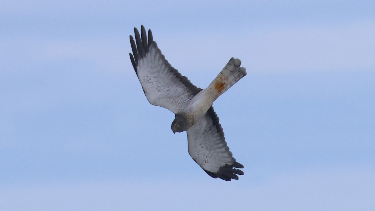 Northern Harrier - ML645698519