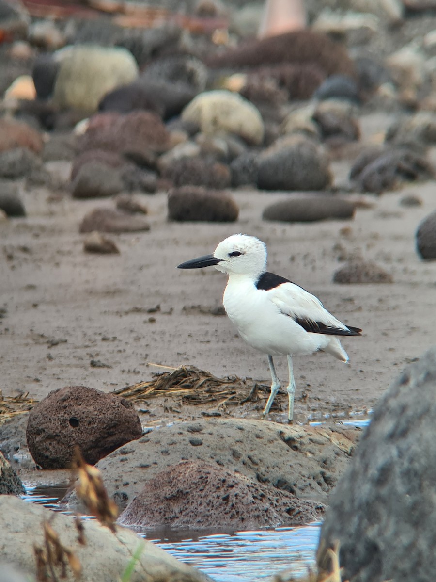 Crab-Plover - ML645698526