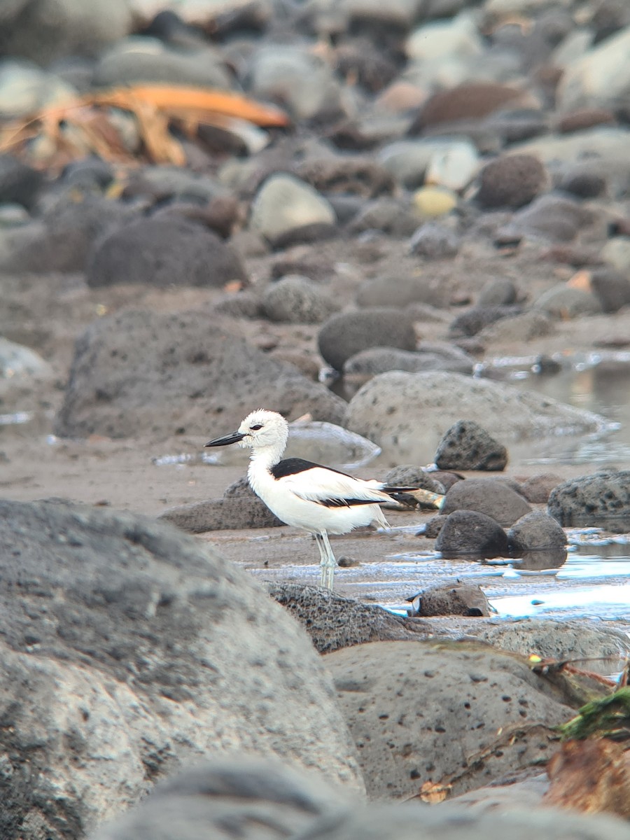 Crab-Plover - ML645698527