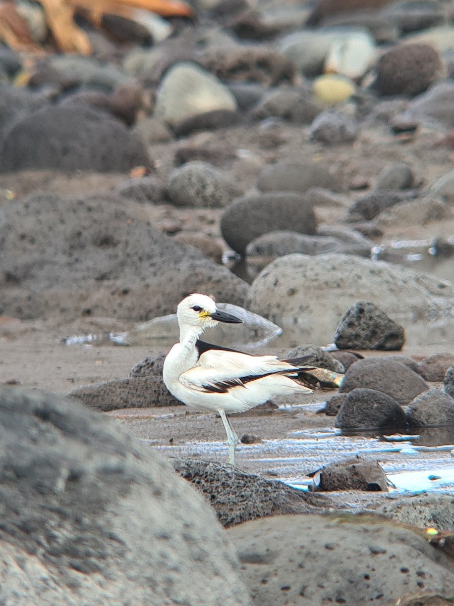 Crab-Plover - ML645698528