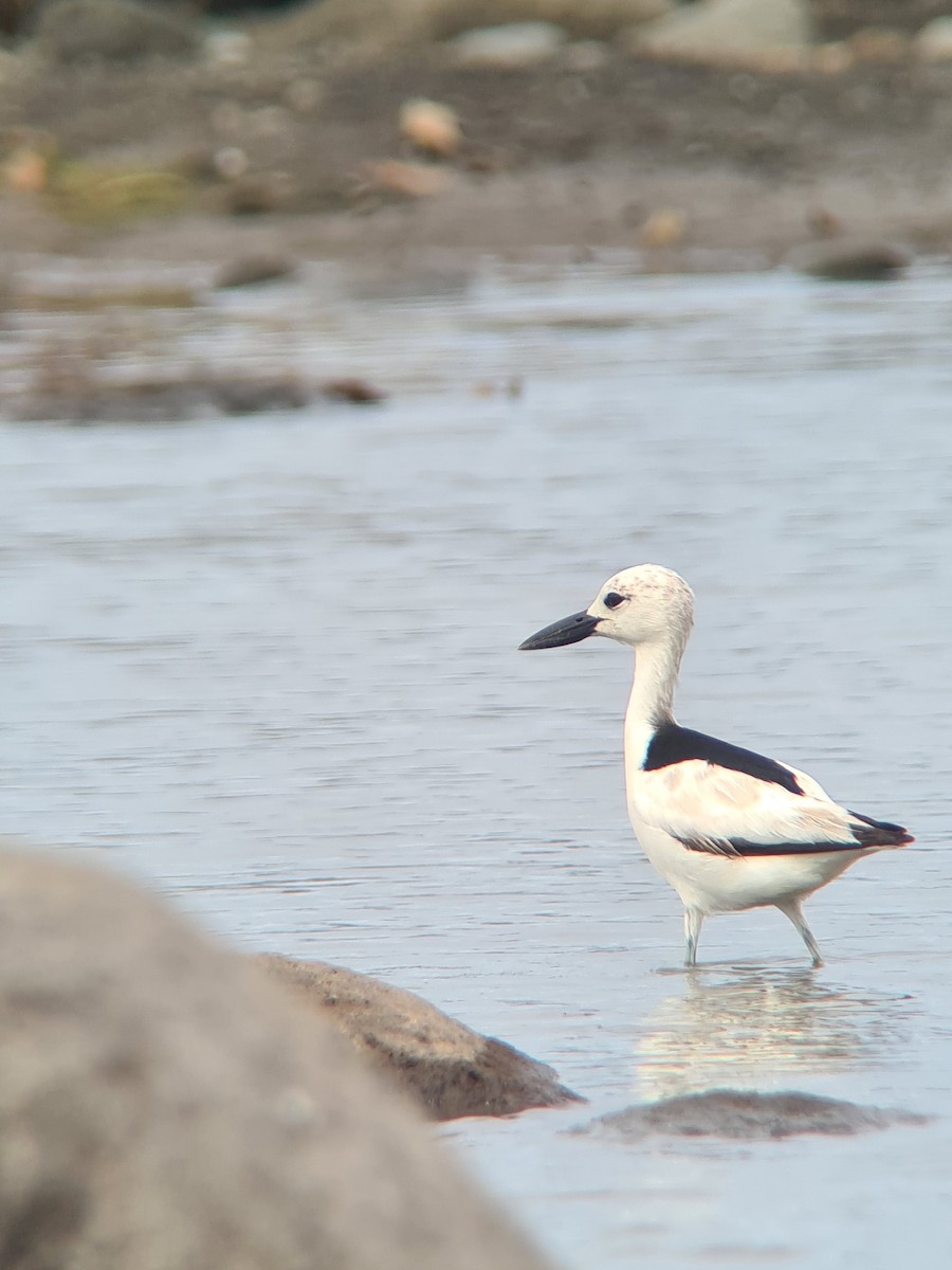 Crab-Plover - ML645698529