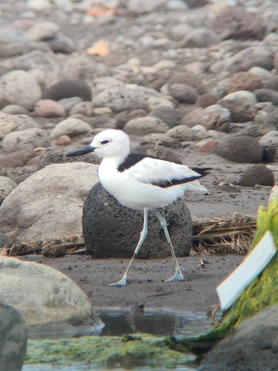 Crab-Plover - ML645698530