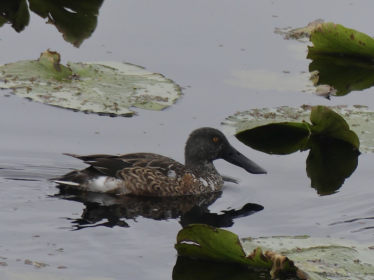 Northern Shoveler - ML645698546