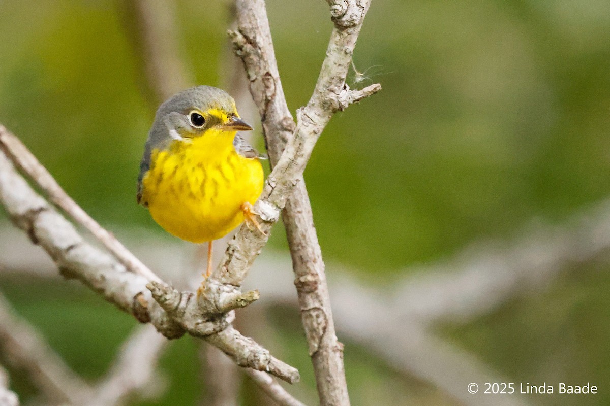 Reinita Canadiense - ML645698570