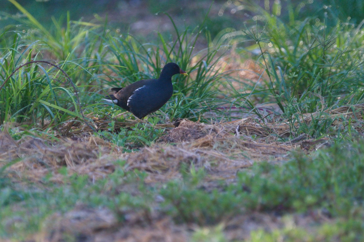 Eurasian Moorhen - ML645698576