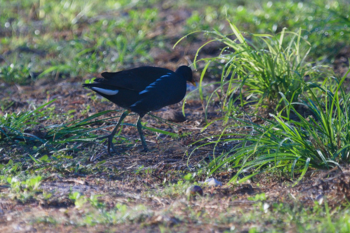 Eurasian Moorhen - ML645698577