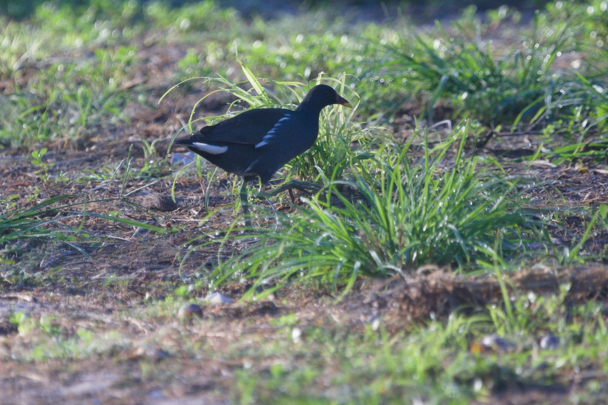 Eurasian Moorhen - ML645698578