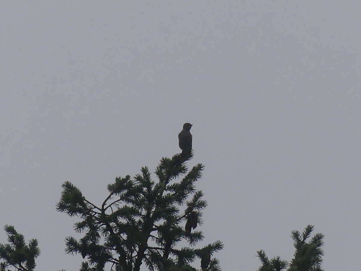 Townsend's Solitaire - ML645698579