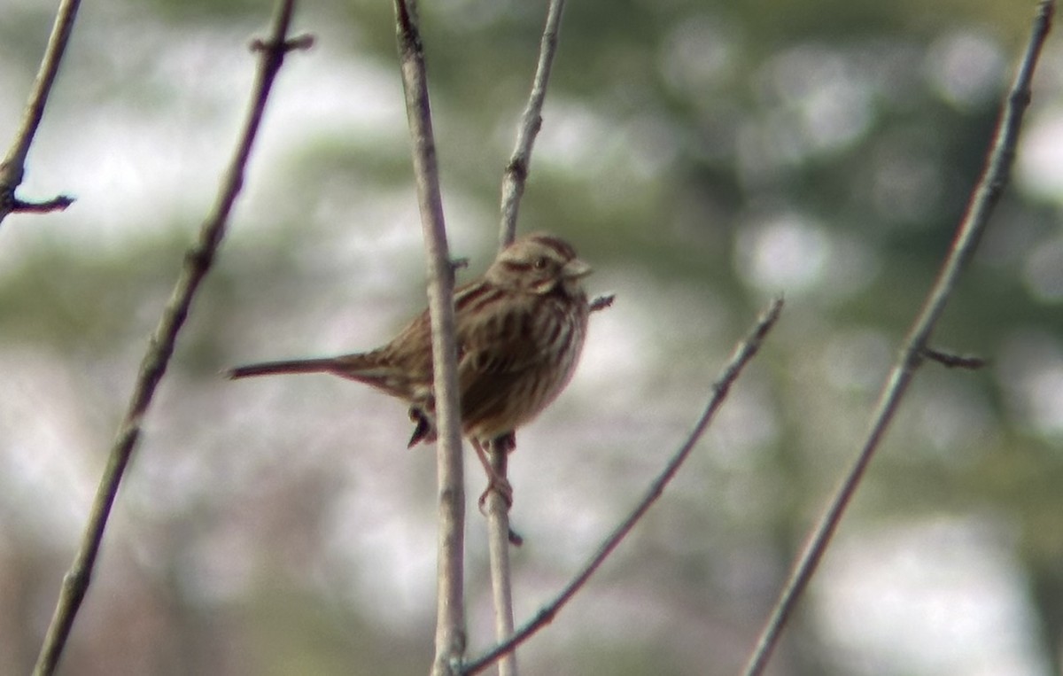 Song Sparrow - ML645698586