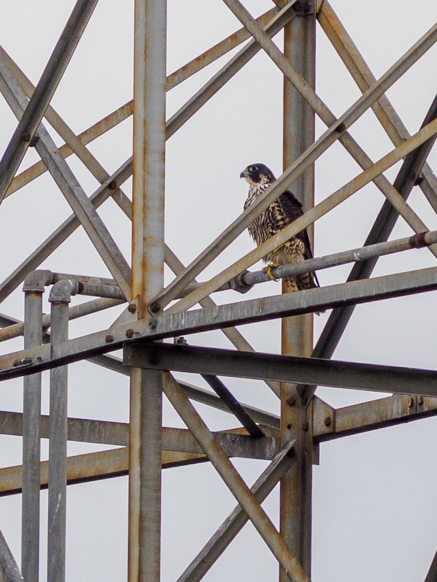 遊隼 - ML645698589