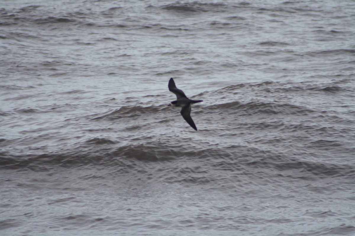 Barau's Petrel - ML645698623