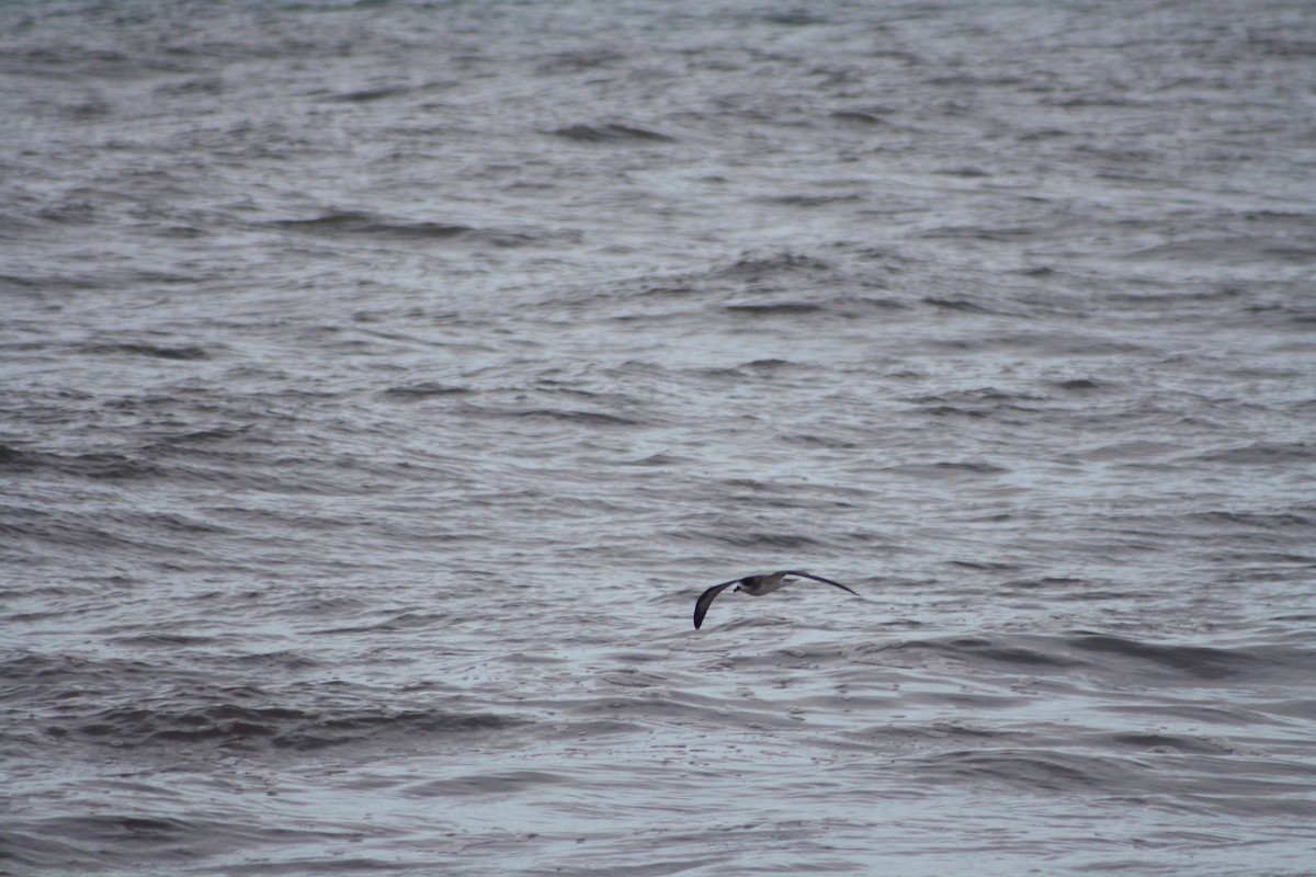 Barau's Petrel - ML645698624