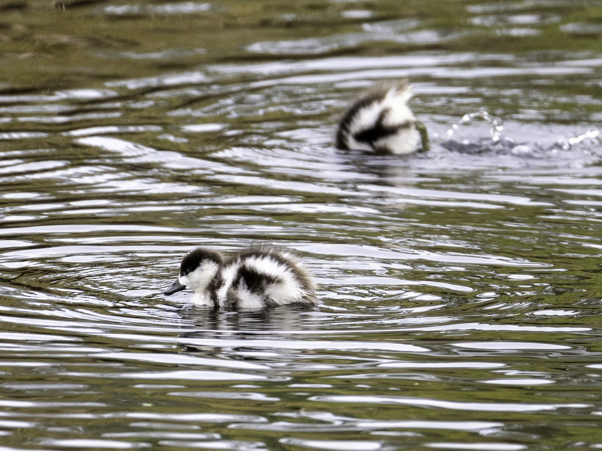 Tarro Maorí - ML645698625