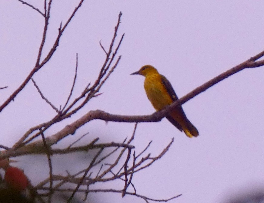 Indian Golden Oriole - ML645698626