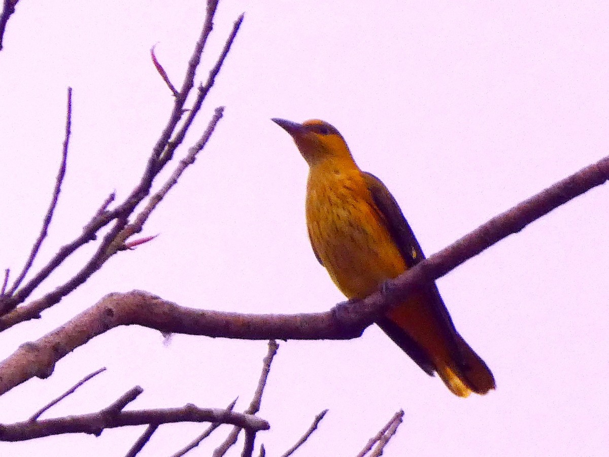 Indian Golden Oriole - ML645698627