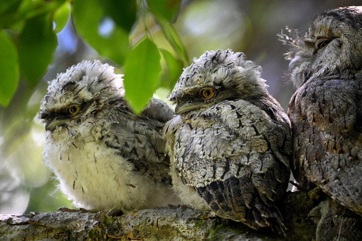 Tawny Frogmouth - ML645698628