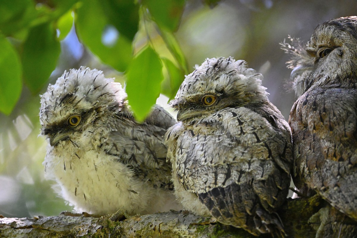 Tawny Frogmouth - ML645698629