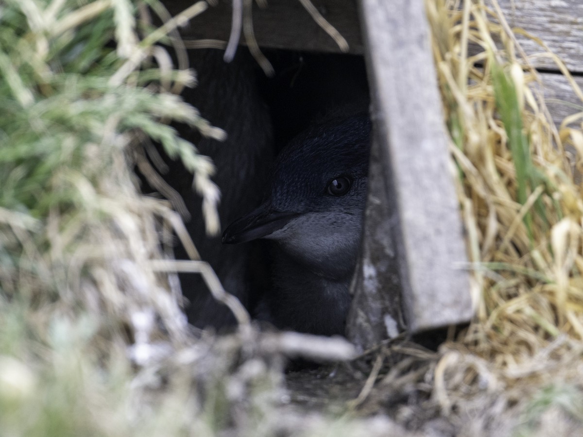 Little Penguin - ML645698641