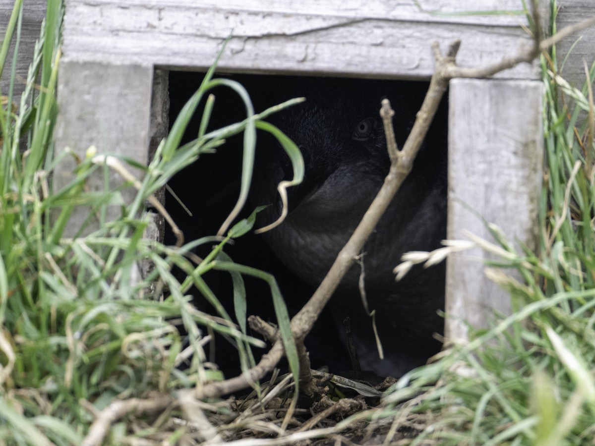 Little Penguin - ML645698646