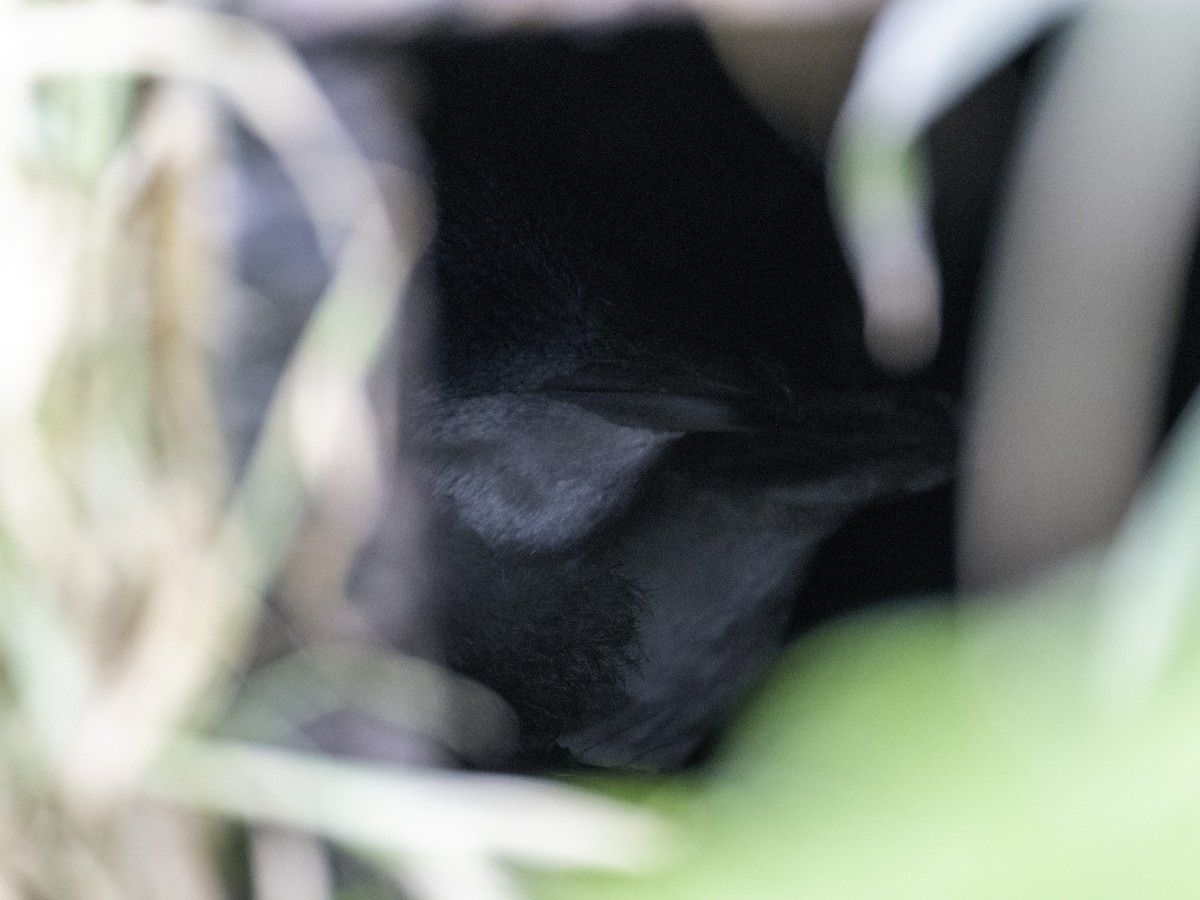 Little Penguin - ML645698651