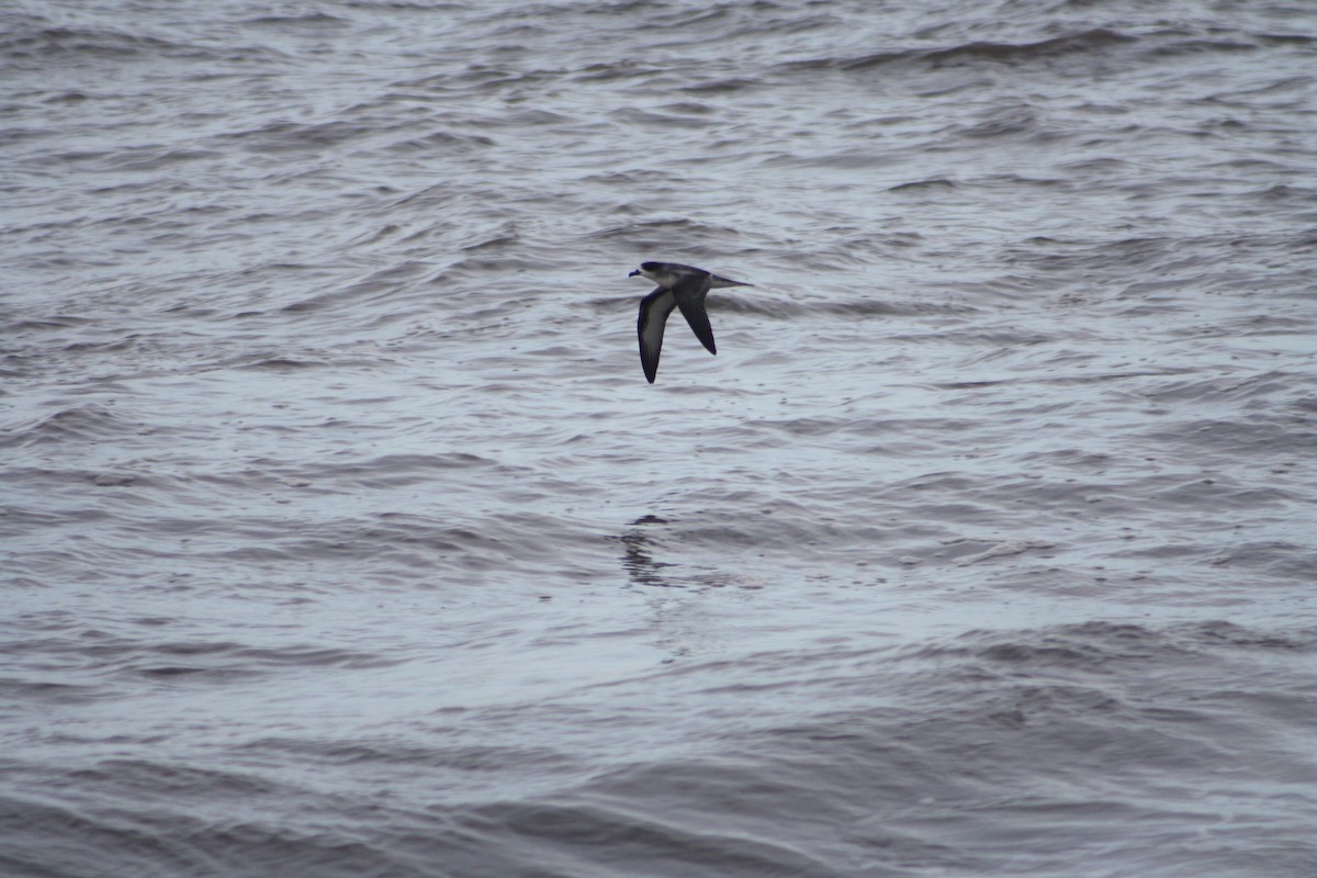 Barau's Petrel - ML645698653
