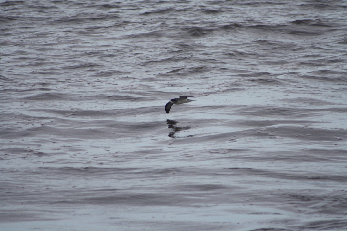 Barau's Petrel - ML645698654