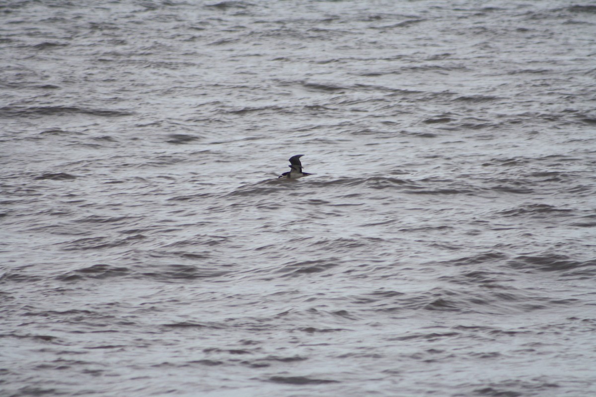 Barau's Petrel - ML645698656