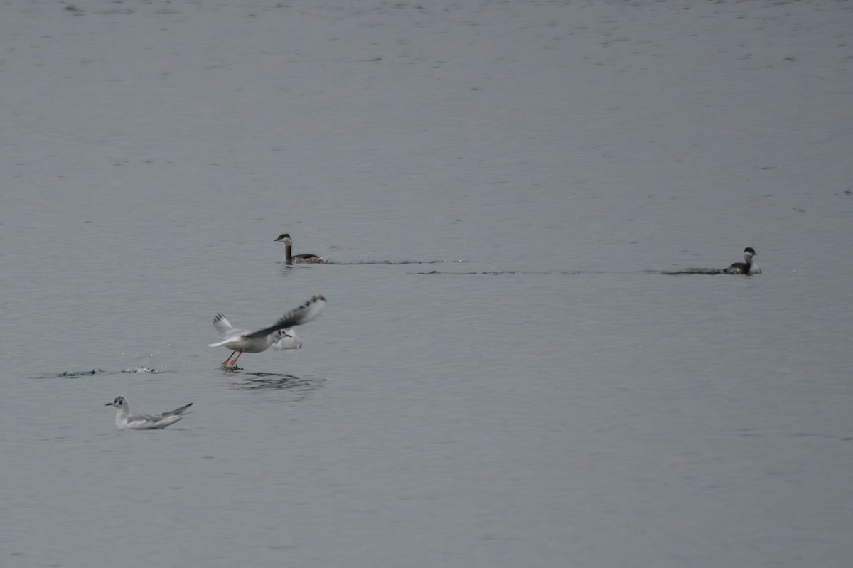 Bonaparte's Gull - ML645698665
