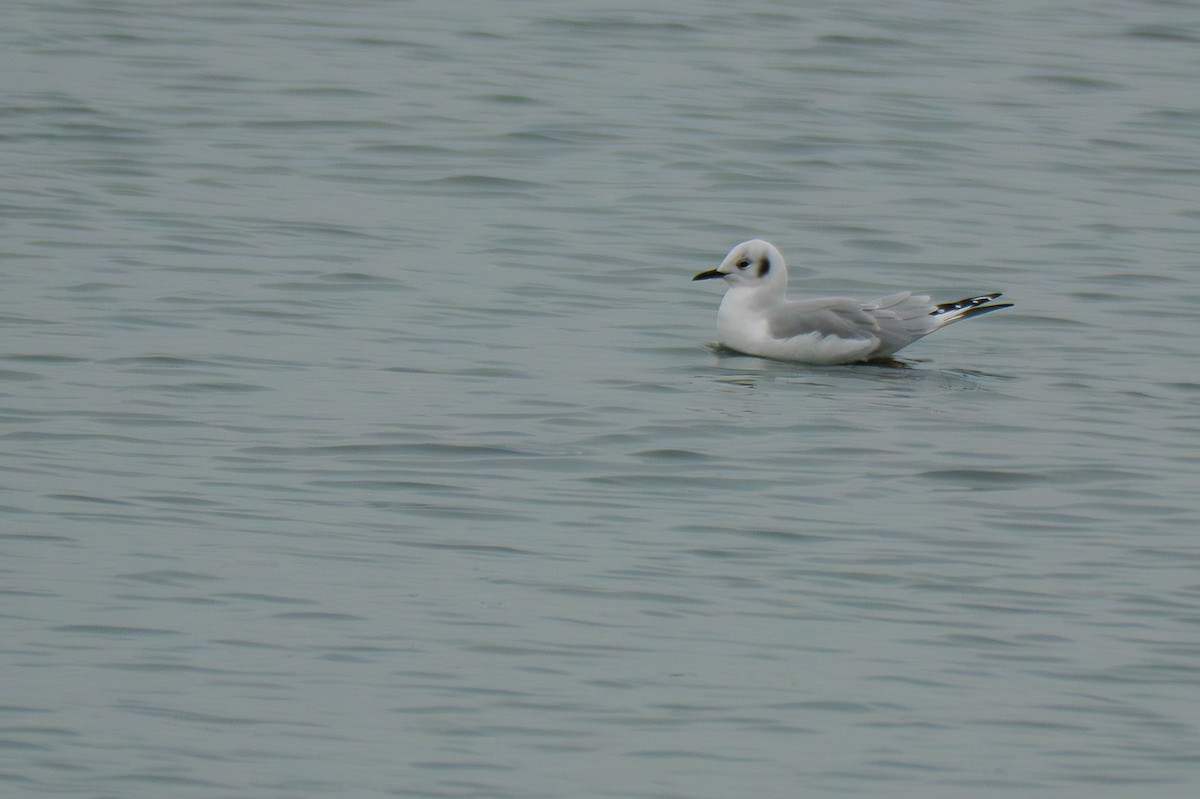 Bonaparte's Gull - ML645698666