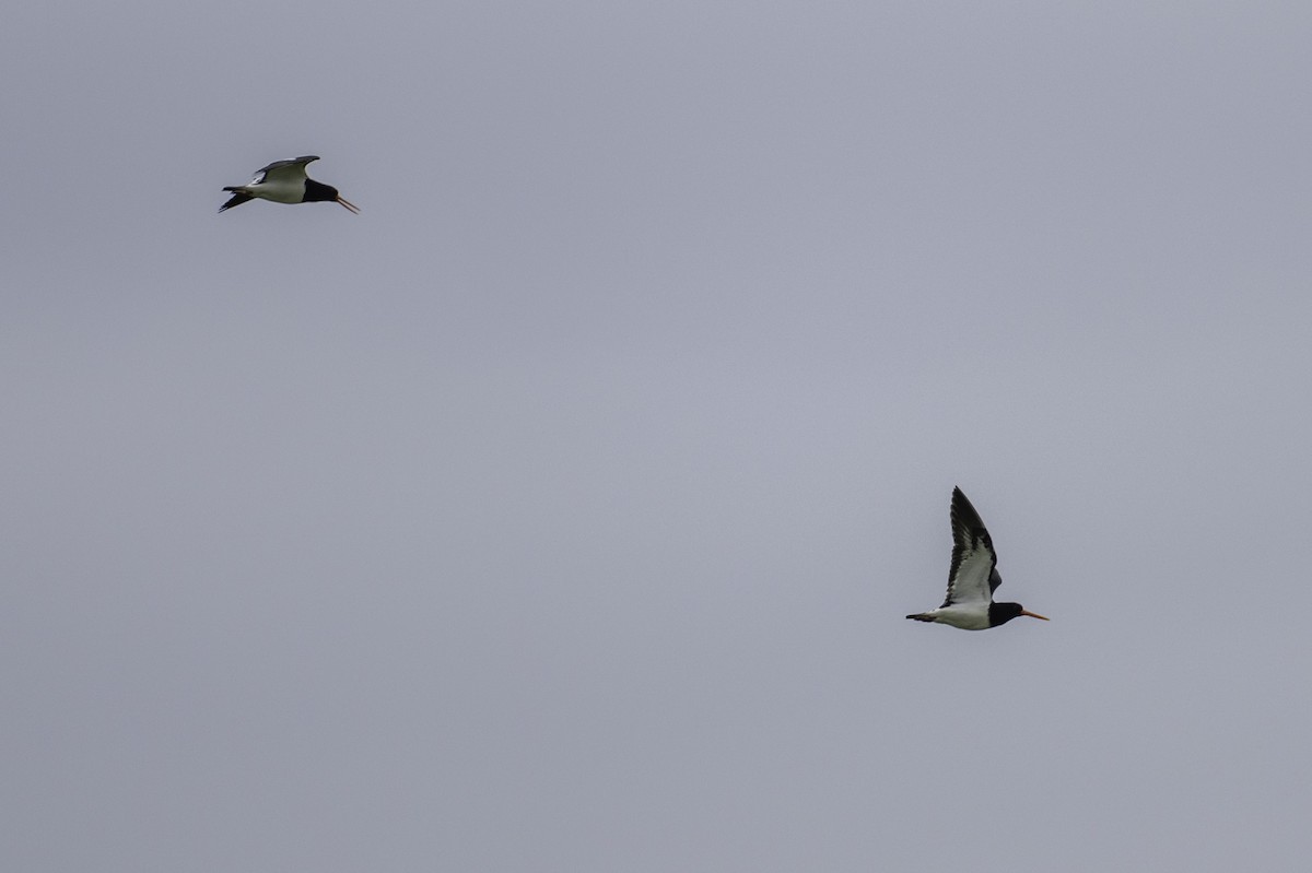 South Island Oystercatcher - ML645698667