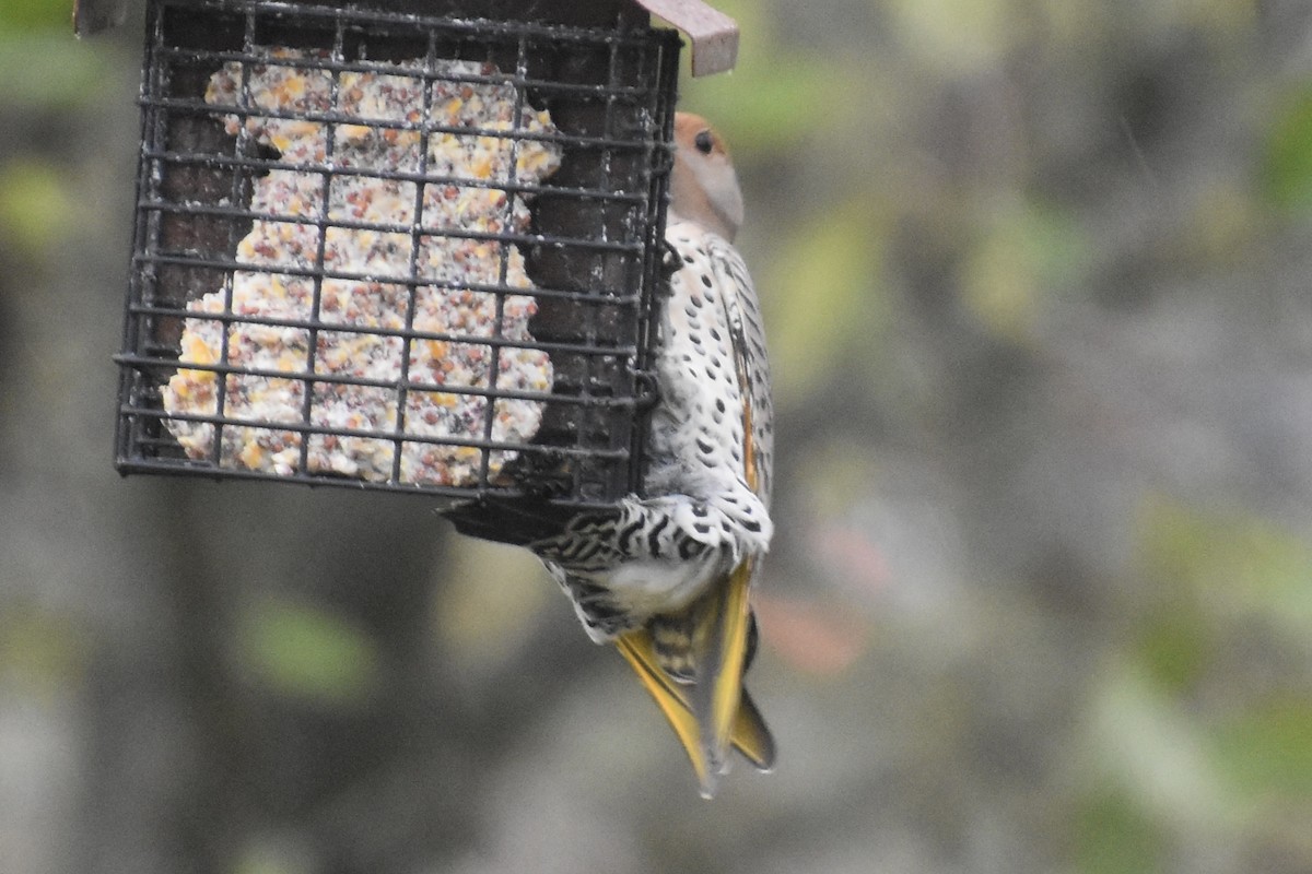 Northern Flicker (Red-shafted) - ML645698672
