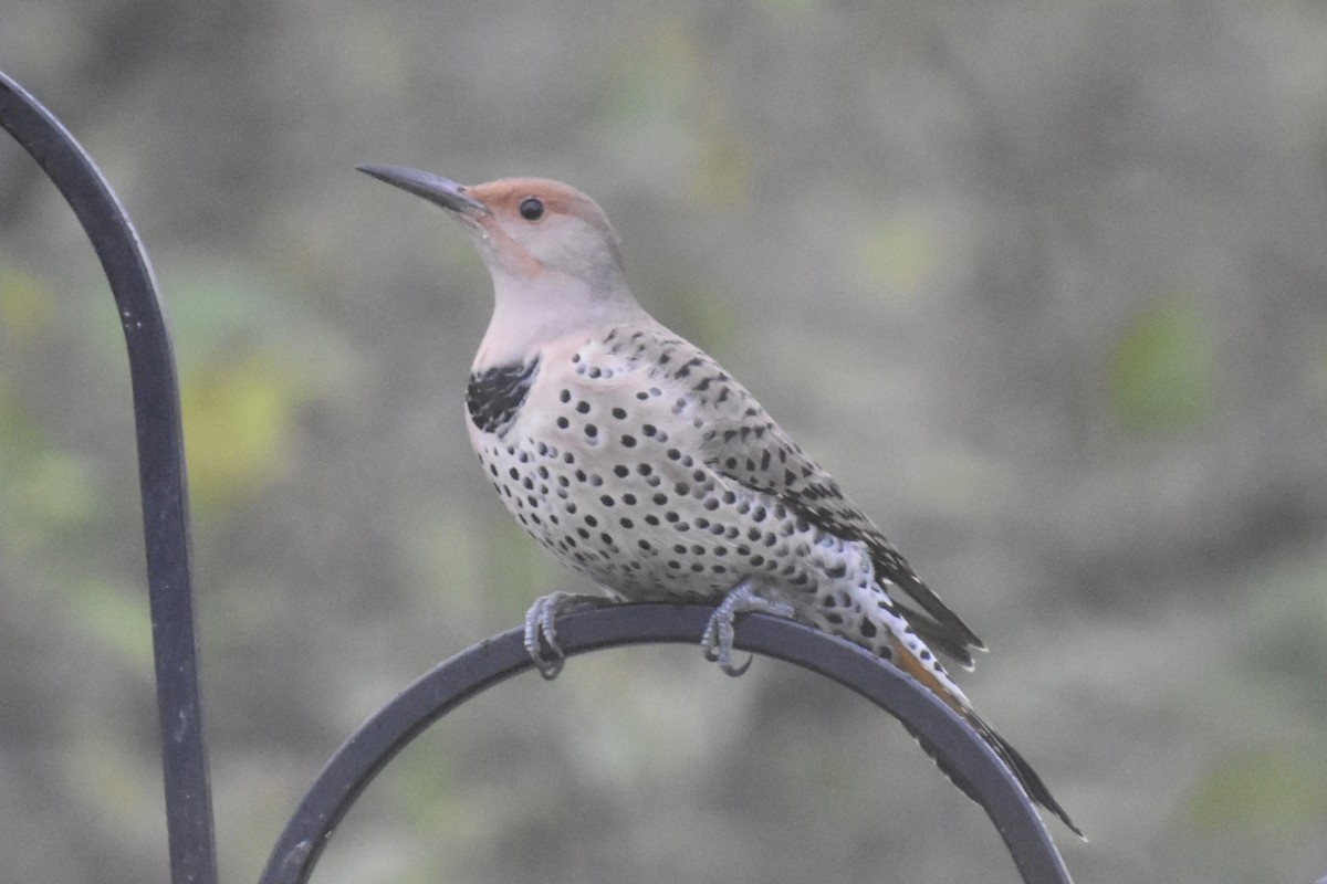 Northern Flicker (Red-shafted) - ML645698673