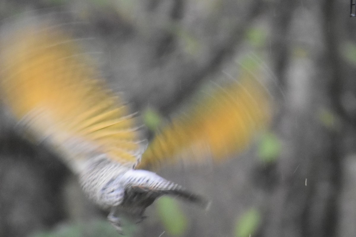 Northern Flicker (Red-shafted) - ML645698676