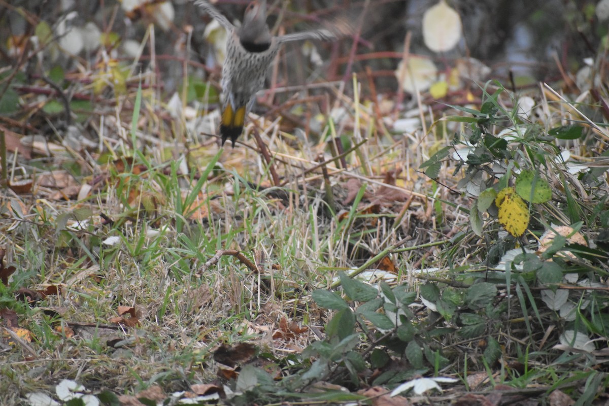 Northern Flicker (Red-shafted) - ML645698678