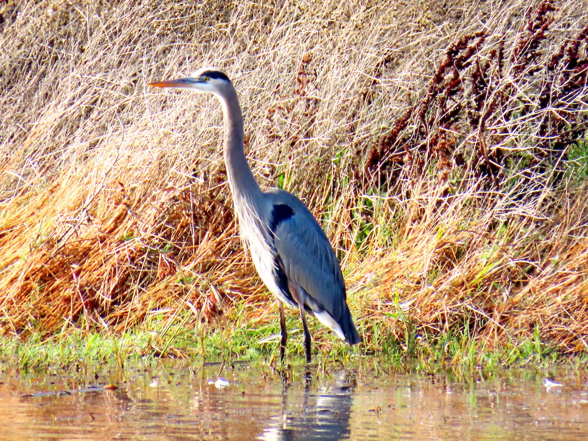 Great Blue Heron - ML645698679