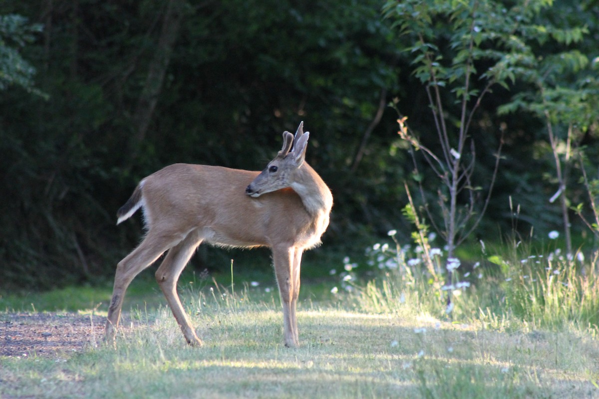 Columbian Black-tailed Deer - ML645698680