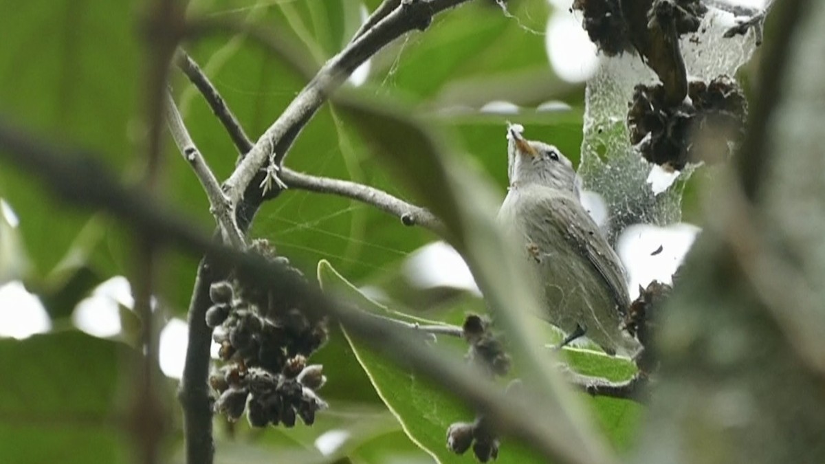 Southern Beardless-Tyrannulet - ML645698683