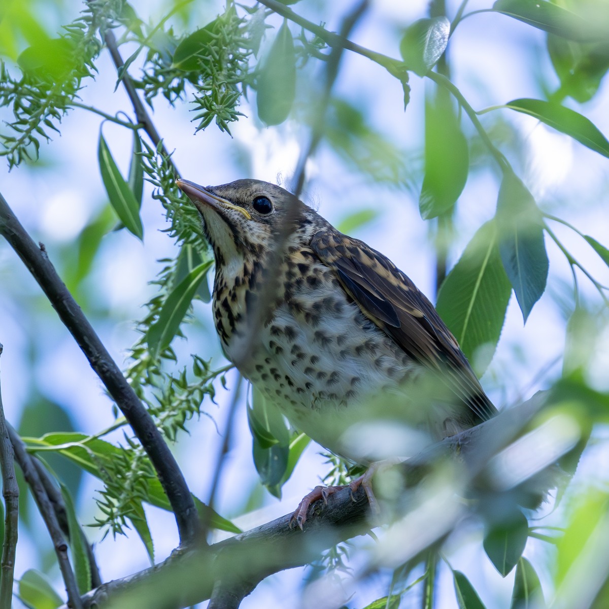 Song Thrush - ML645698690