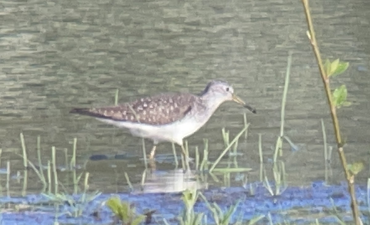 Solitary Sandpiper - ML645698695