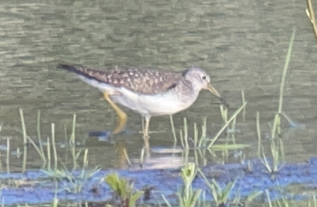 Solitary Sandpiper - ML645698696