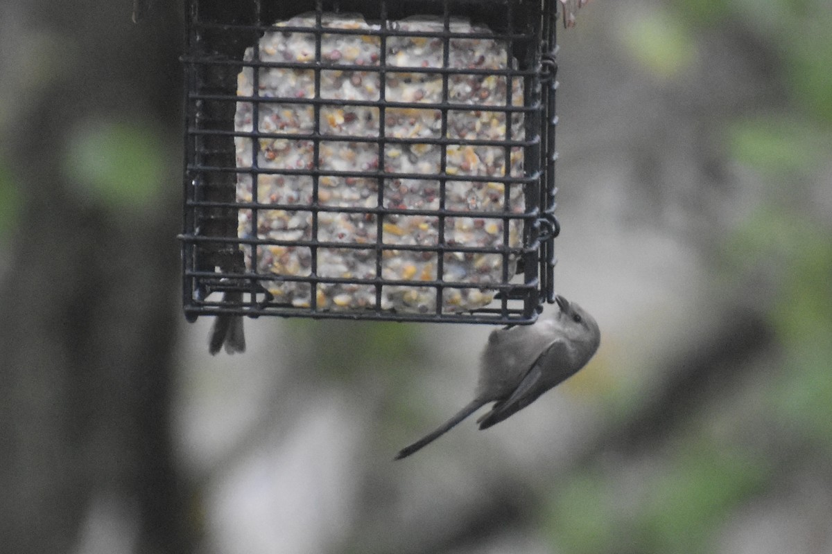 Bushtit - ML645698720