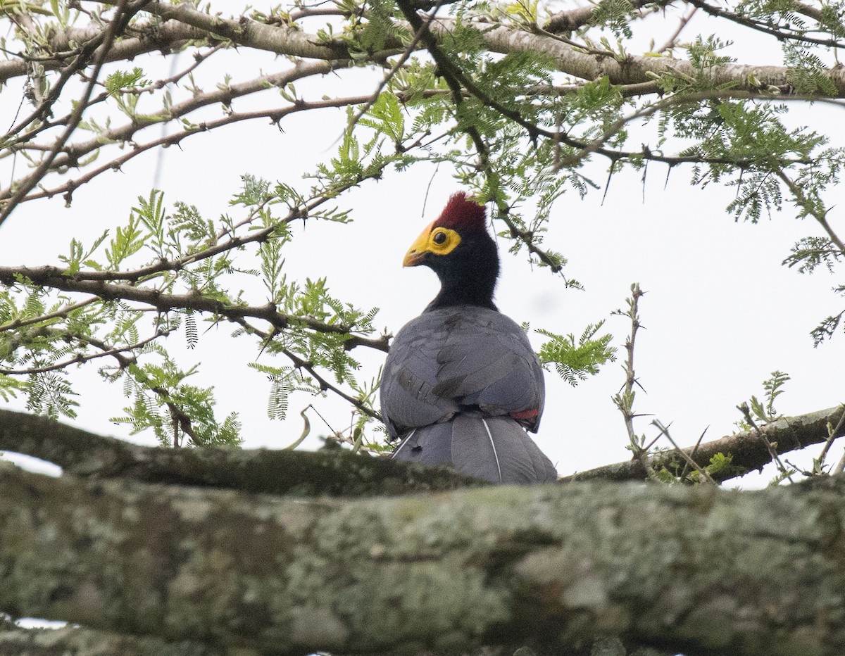 Турако червоночубий - ML645698729