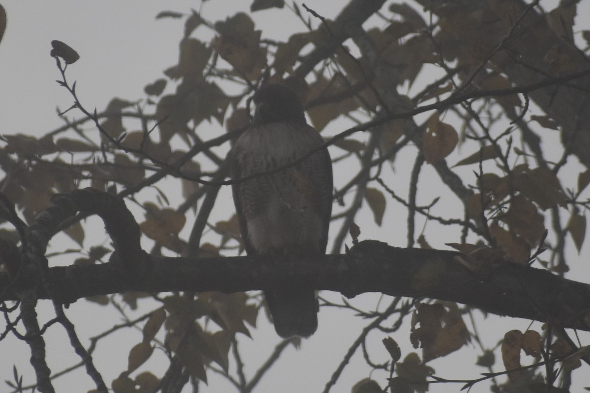 Poiana codarossa - ML645698735