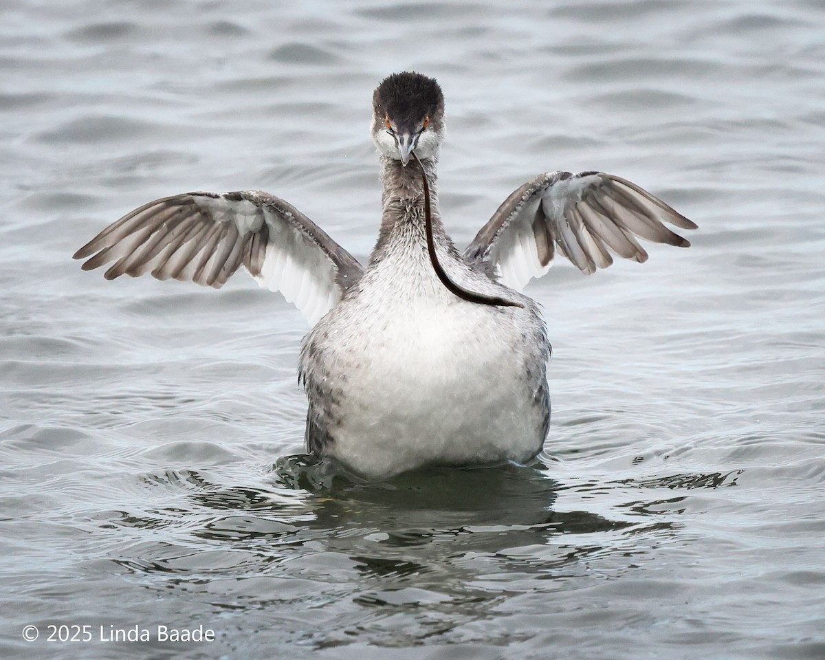 potápka černokrká - ML645698742