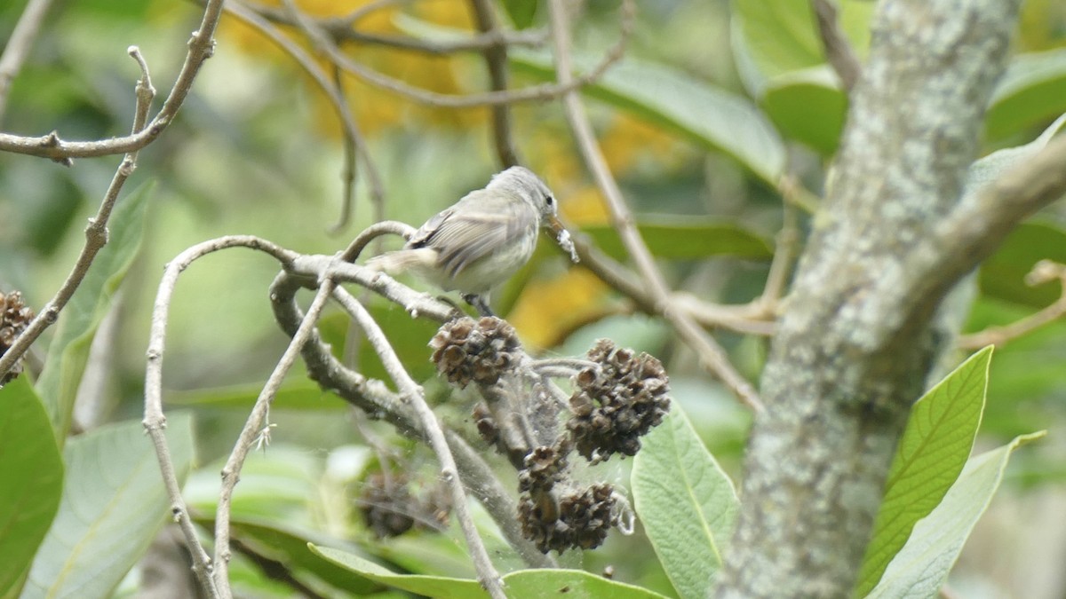 Southern Beardless-Tyrannulet - ML645698749