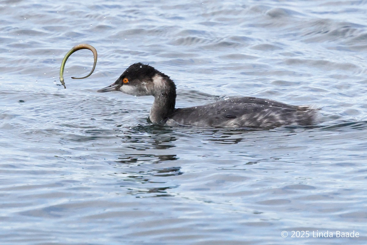 potápka černokrká - ML645698753