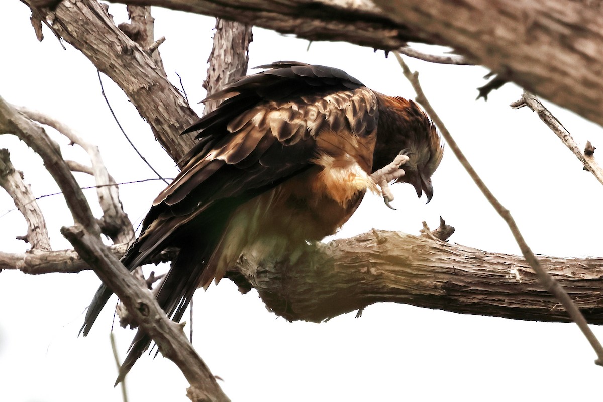 Square-tailed Kite - ML645698759